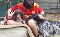 English Setter dogs for adoption: Vito  - Image 3