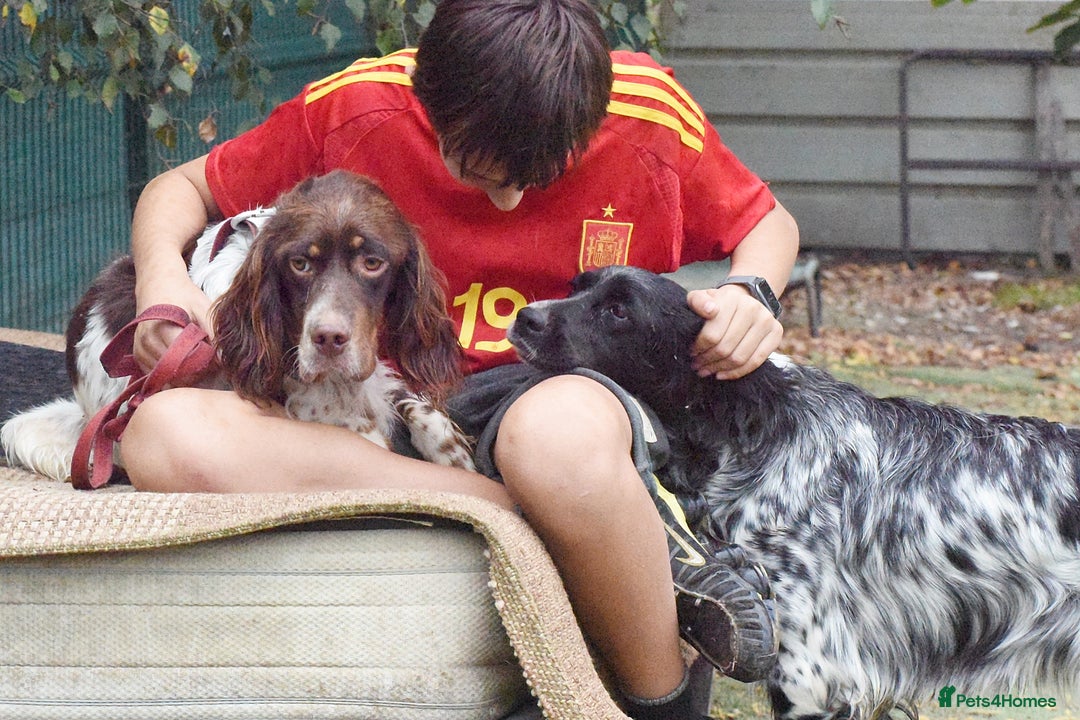 English Setter dogs for adoption: Vito  - Image 3