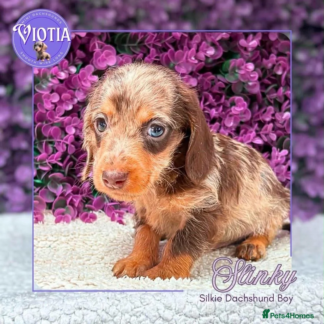 Miniature Dachshund dogs for sale: Beautiful Dachshund Puppies Rex, Buzz & Slinky - Advert 2