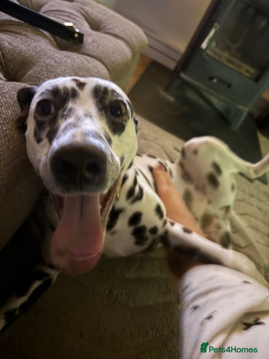 Dalmatian dogs for sale: Dalmatian female 10 months  - Advert 2