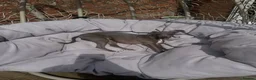 Italian Greyhound dogs for sale: Kc reg iggy - Advert 3