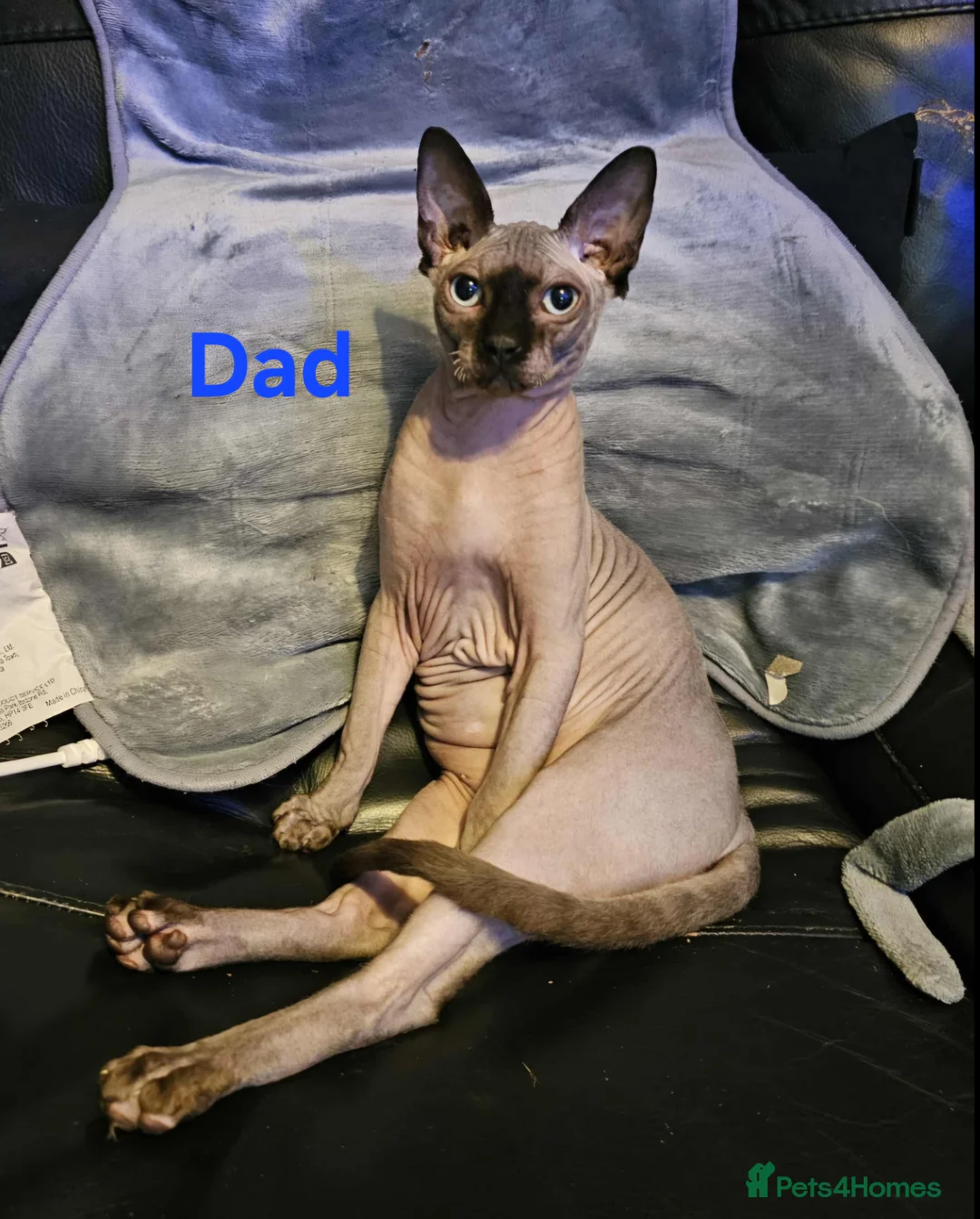 Sphynx cats for sale: Sphynx kittens  in Bargoed - Advert 16