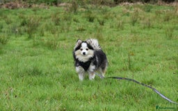 Pomsky dogs for sale: Genuine Toy Size Pomskies - Image 27