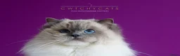 Ragdoll cats for sale: Pedigree Adult Ragdoll - Advert 12
