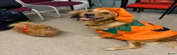 Golden Retriever dogs for sale: Golden Retriever puppies  in Saltburn-by-the-Sea - Advert 25