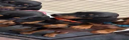 Dachshund dogs for sale: Dachshund puppies ready to go - Advert 9