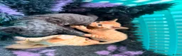 Devon Rex cats for sale: Devon rex kittens / red  - Advert 2