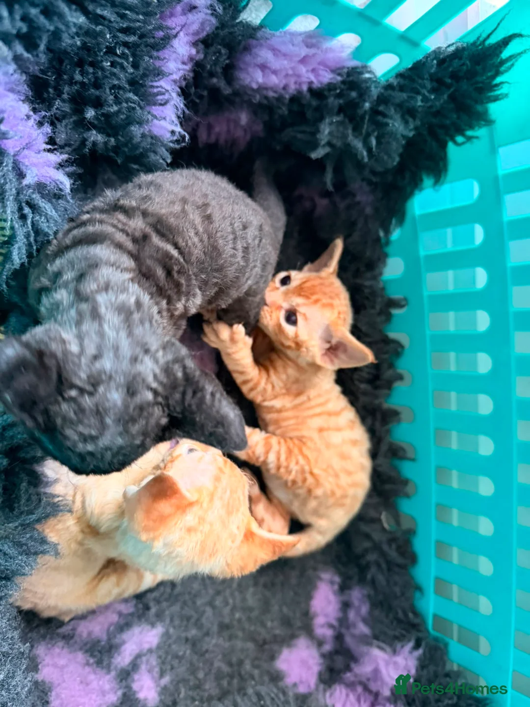 Devon Rex cats for sale: Devon rex kittens / red  - Advert 2
