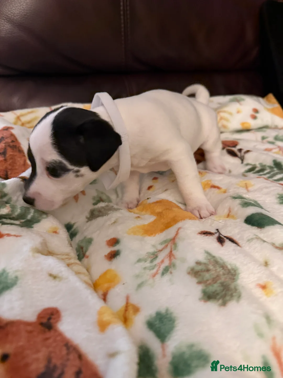 Jack Russell dogs for sale: Jack Russell Pups - Advert 23