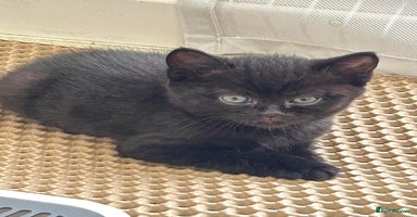 Mixed Breed cats - Advert 6