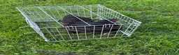 Chickens poultry for sale: Pair of brahmas - Advert 6