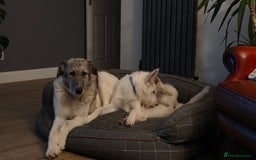 Mixed Breed dogs for adoption: Perfect PICKLE - Image 21