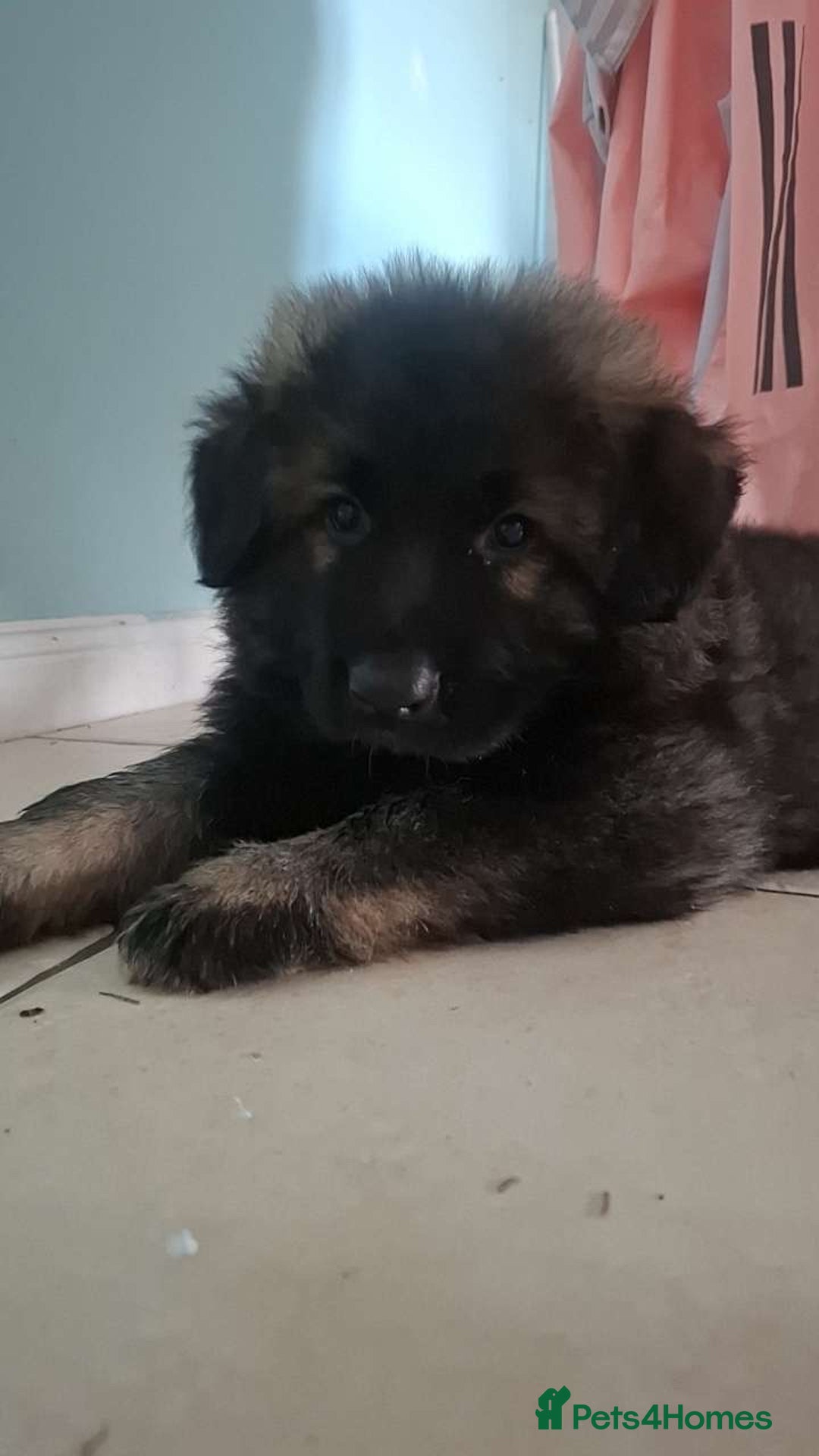 German Shepherd dogs for sale: German shepherd  - Image 10