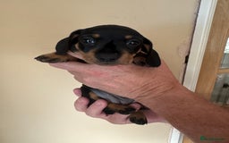Miniature Dachshund dogs for sale: KC REGISTERED MINIATURE DACHSHUND BLACK AND TAN - Image 7