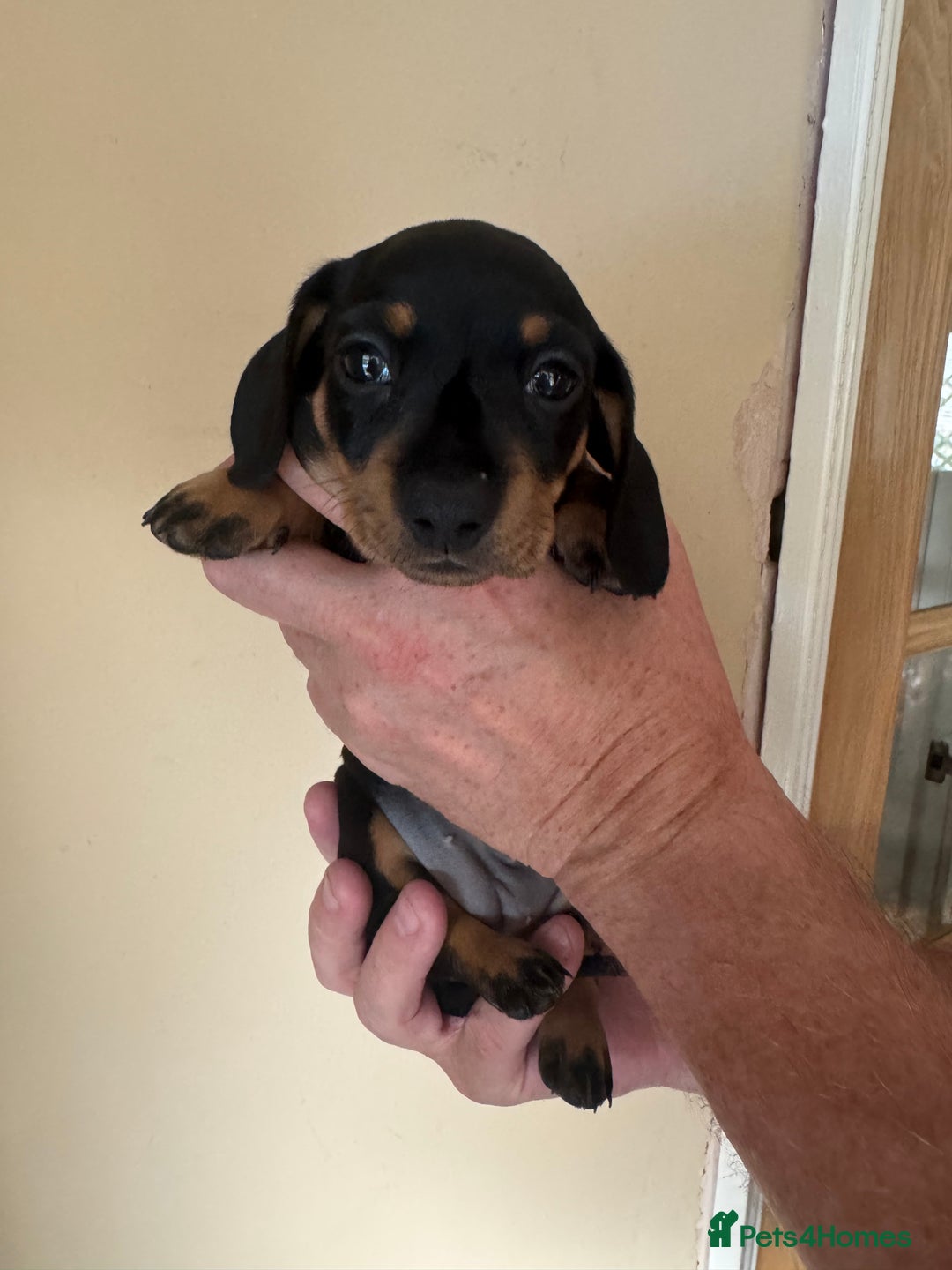 Miniature Dachshund dogs for sale: KC REGISTERED MINIATURE DACHSHUND BLACK AND TAN - Image 7