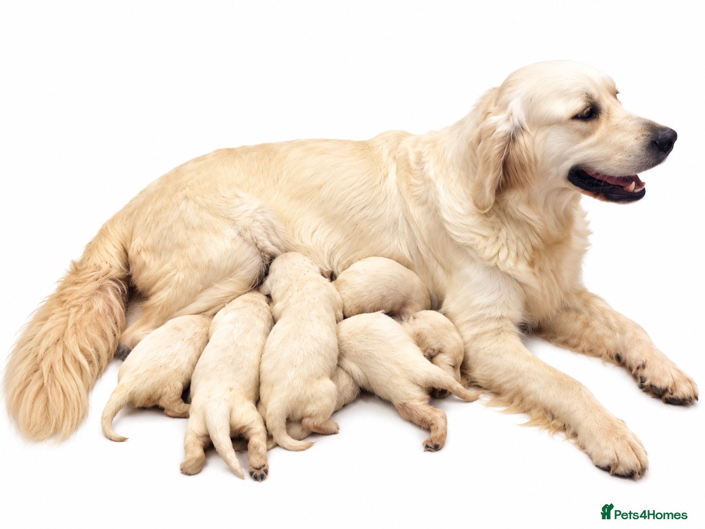 Golden Retriever dogs EXCEPTIONAL SHOW GOLDEN RETREIVER PUPPIES. - Advert 2