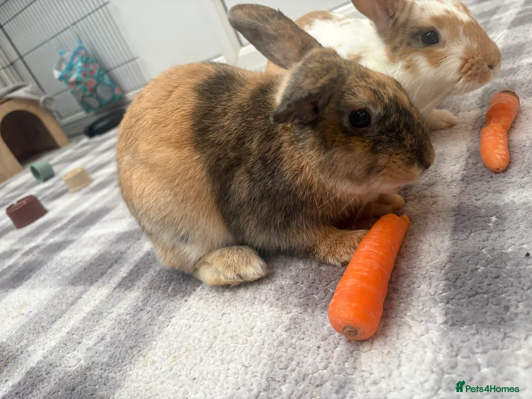 Mixed Breed rabbits for sale: Two beautiful brothers 💙 in Morecambe - Advert 4