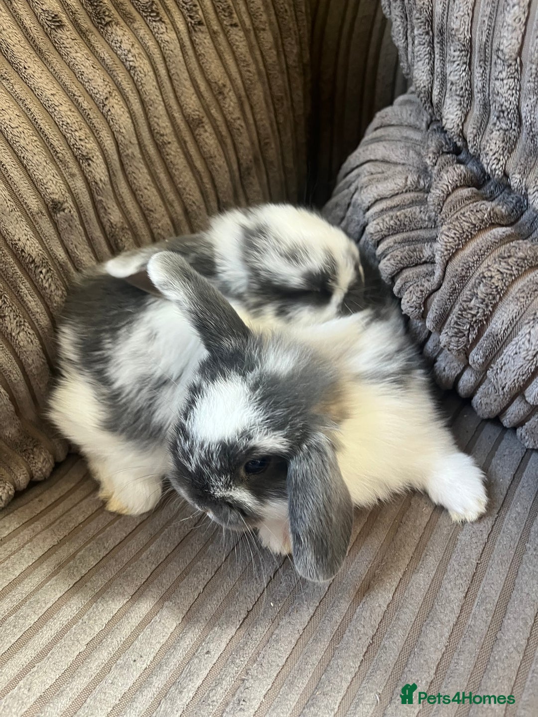 Mini Lop rabbits for sale: Mini Lop Babies  - Image 6