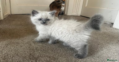 Persian cats - Advert 3