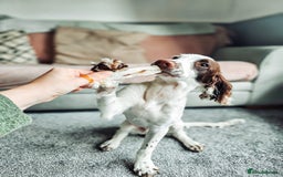 English Springer Spaniel dogs for sale: Forrest, 1.5yr old male ESS - Image 2