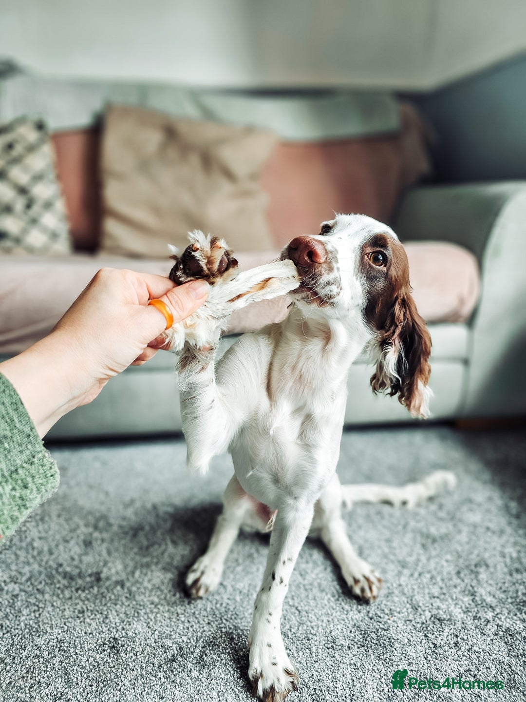 English Springer Spaniel dogs for sale: Forrest, 1.5yr old male ESS - Image 2