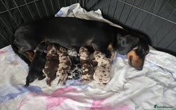 Dachshund dogs for sale: Beautiful dachshund babies  - Image 21