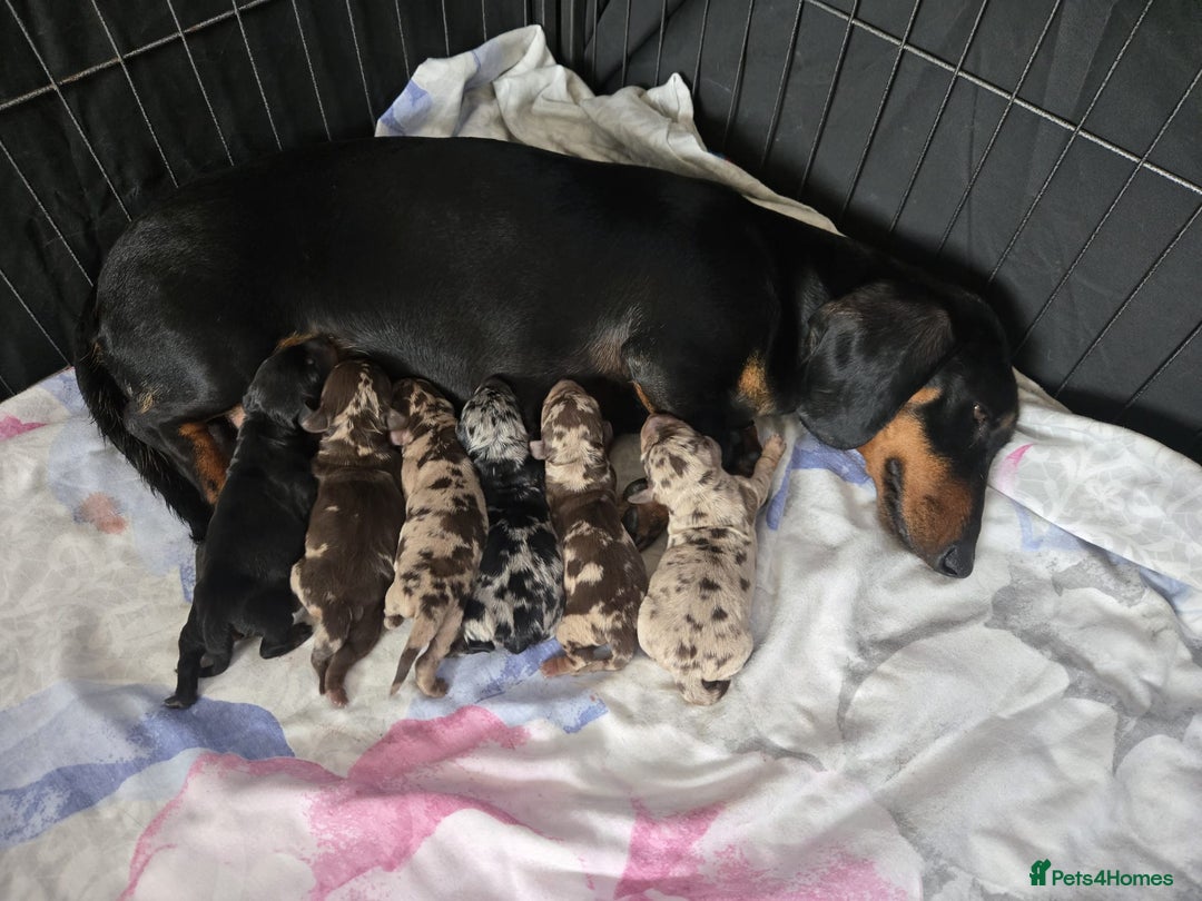 Dachshund dogs for sale: Beautiful dachshund babies  - Image 21