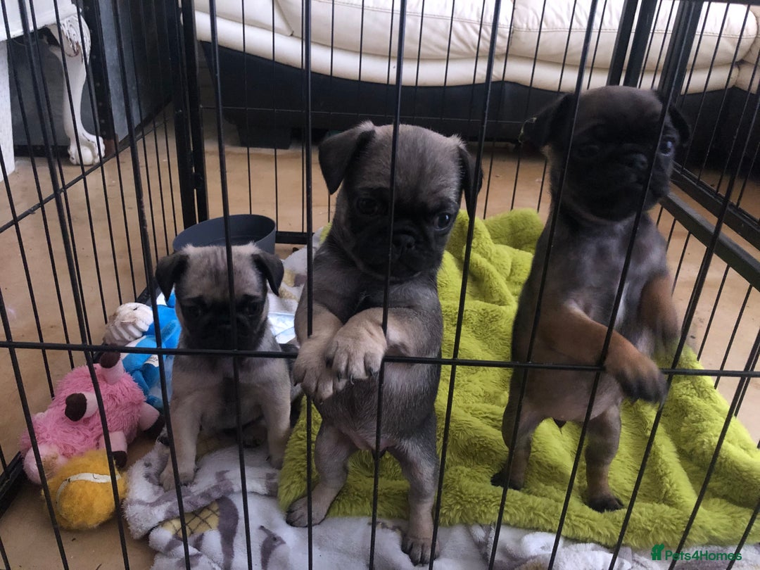 Pug dogs for sale: Rare apricot fawn female pug puppy ready now  - Advert 15