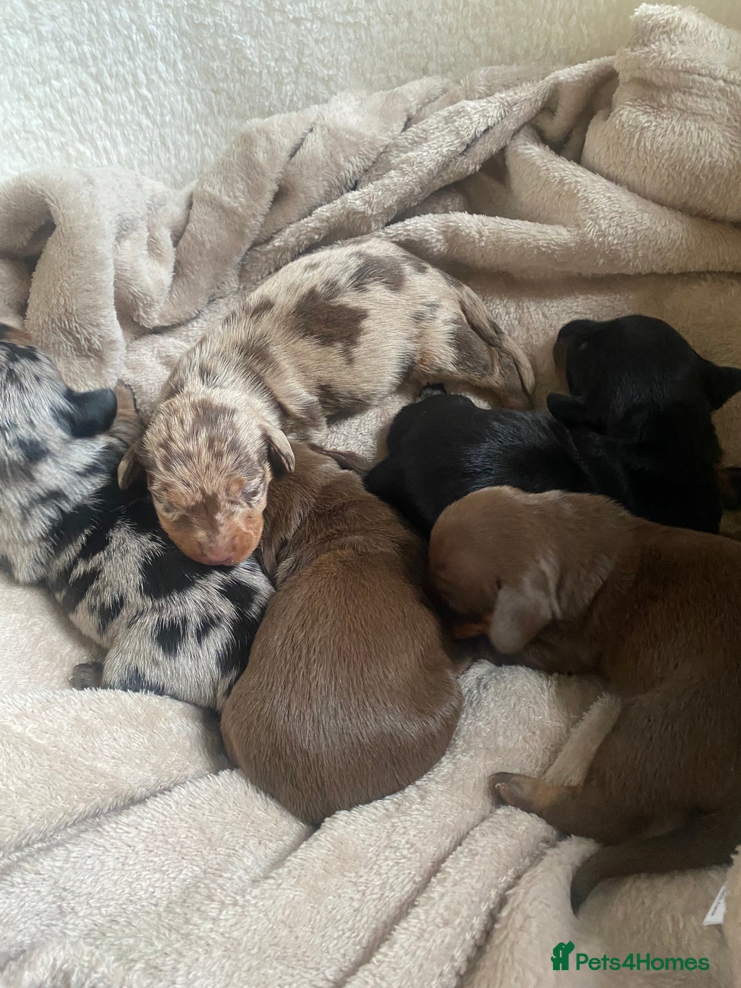 Dachshund dogs for sale: Minture dashund - Image 10