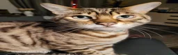 Bengal cats for sale: 9 yr old Snow Bengal looking for new home  in Darlington - Advert 9