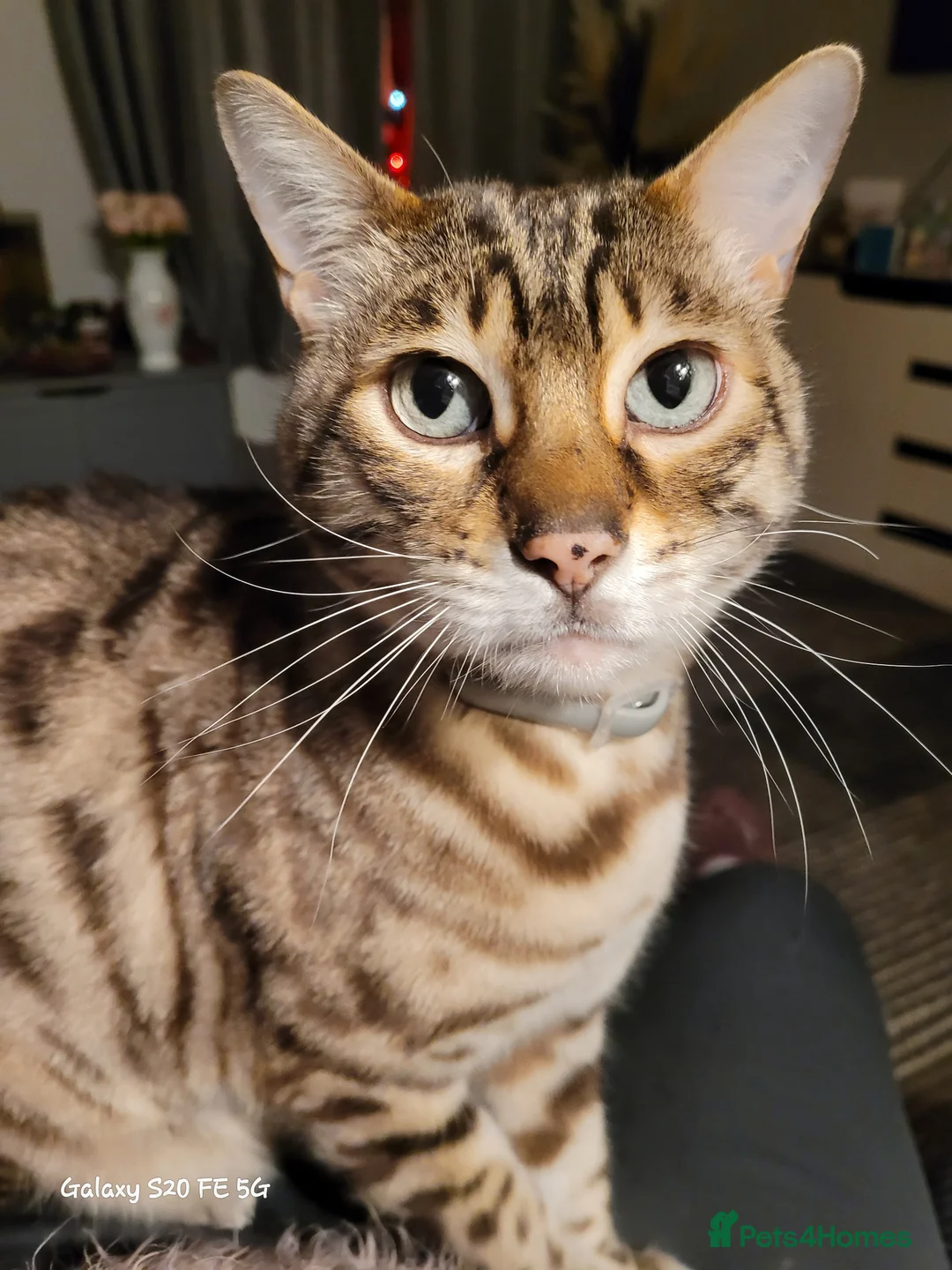 Bengal cats for sale: 9 yr old Snow Bengal looking for new home  in Darlington - Advert 9