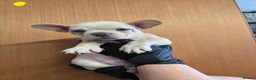 French Bulldog dogs for sale: Pedigree french bulldogs - Advert 6