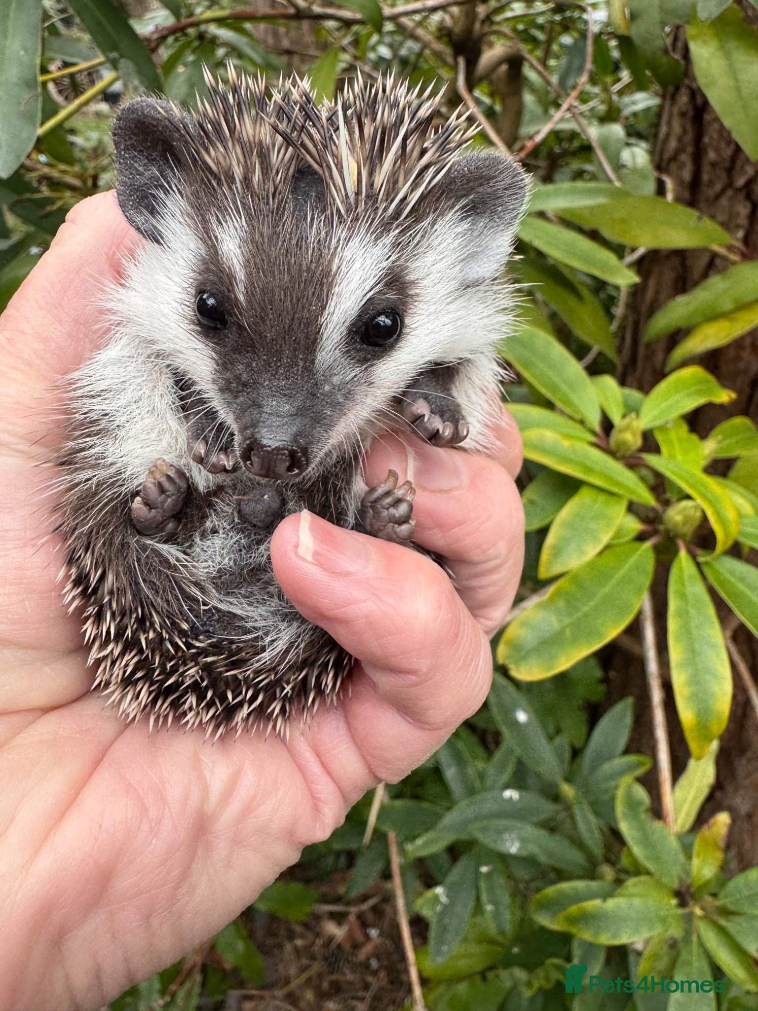 Pygmy Hedgehog rodents  Split faced/full masked baby hedgehogs READY !!   - Advert 13