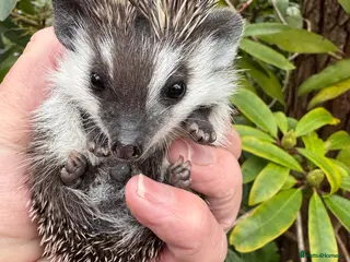 Pygmy Hedgehog rodents Split faced/full masked baby hedgehogs READY !! - Advert 13