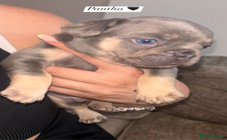 French Bulldog dogs - Advert 15