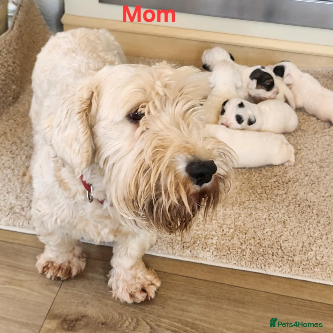 Sealyham Terrier dogs for sale: Sealyham terrier puppy’s  - Image 11