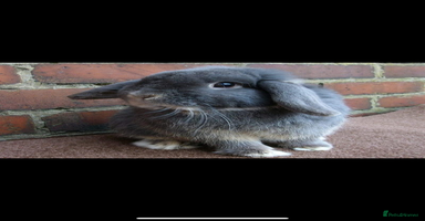 Mini Lop rabbits - Advert 9