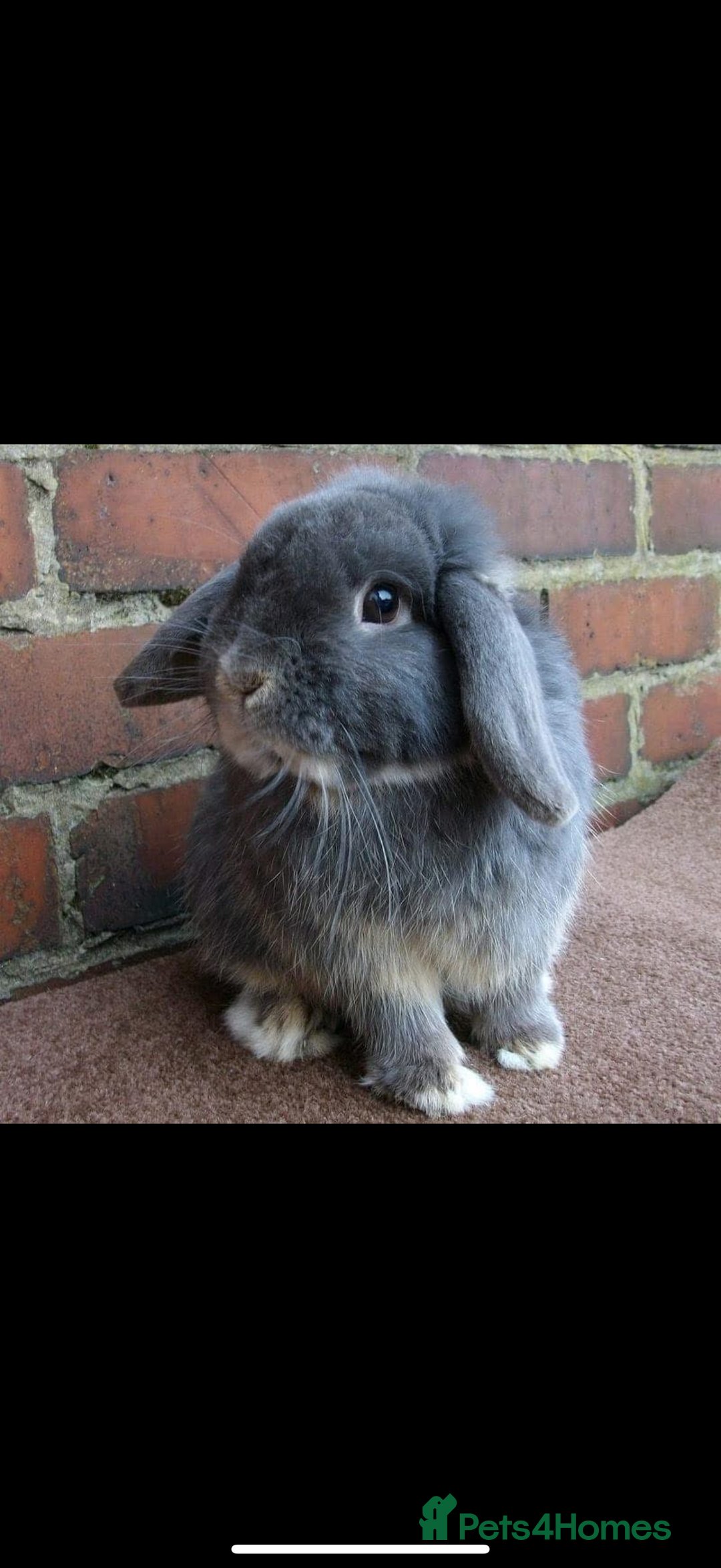 Mini Lop rabbits for sale: Stunning vaccinated,flead & wormed minilop babies  - Image 2