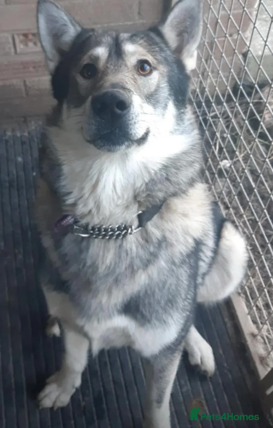 Mixed Breed dogs for sale: German Shepard x Alaskan Malamute Puppy in Peterborough - Advert 2
