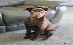 Australian Kelpie dogs for sale: 5 Month Old Australian Kelpie  - Image 6