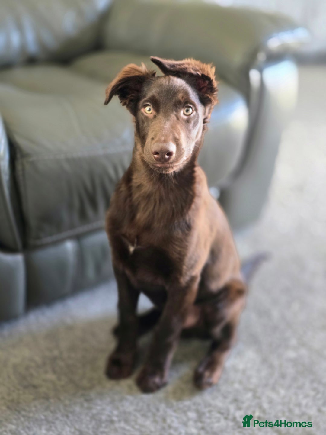 Australian Kelpie dogs for sale: 5 Month Old Australian Kelpie  - Image 6