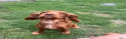Cockapoo dogs for sale: Beautiful cockapoo puppies  - Advert 8