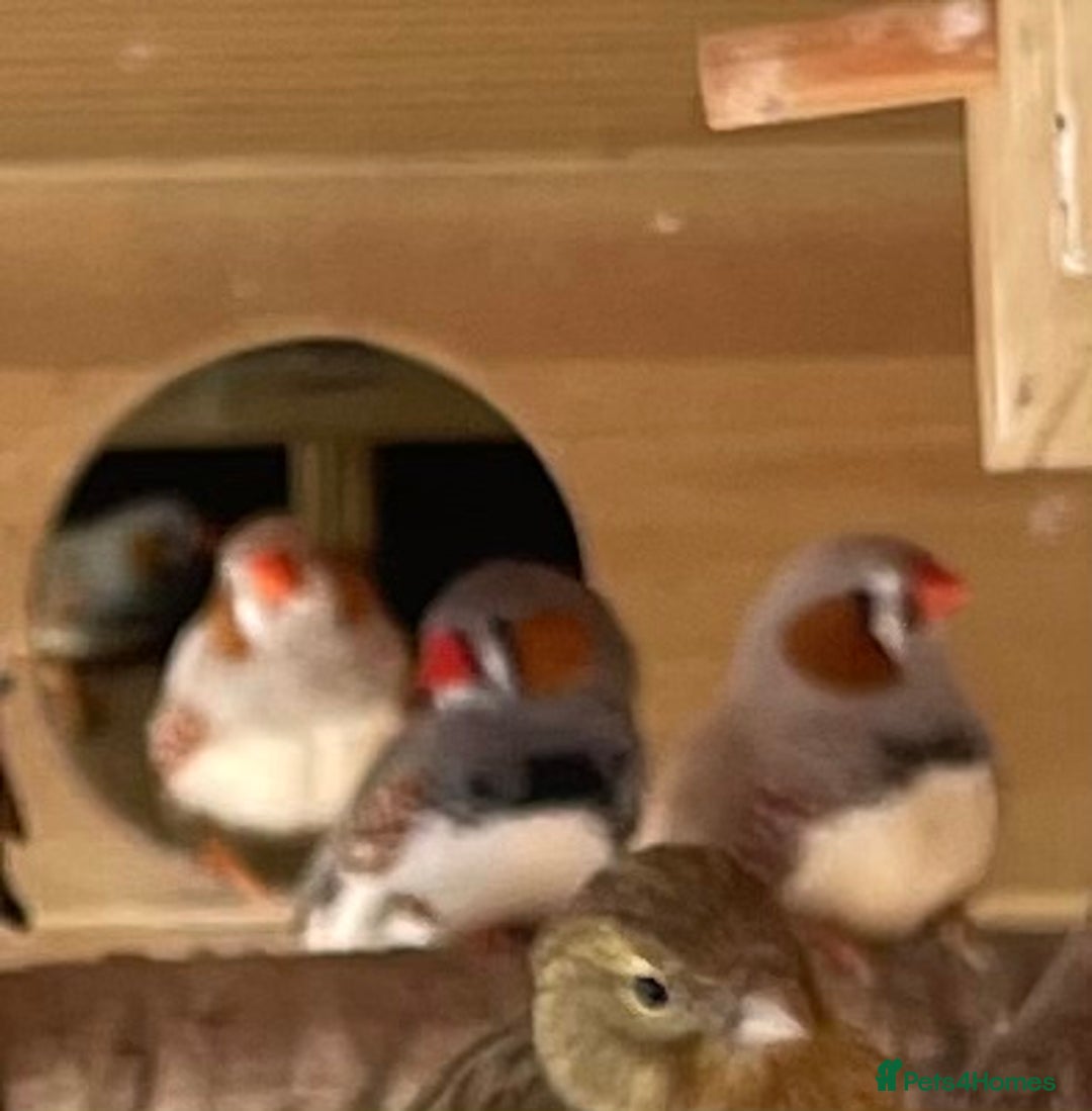 Finches birds for sale: Zebra finches - Image 5