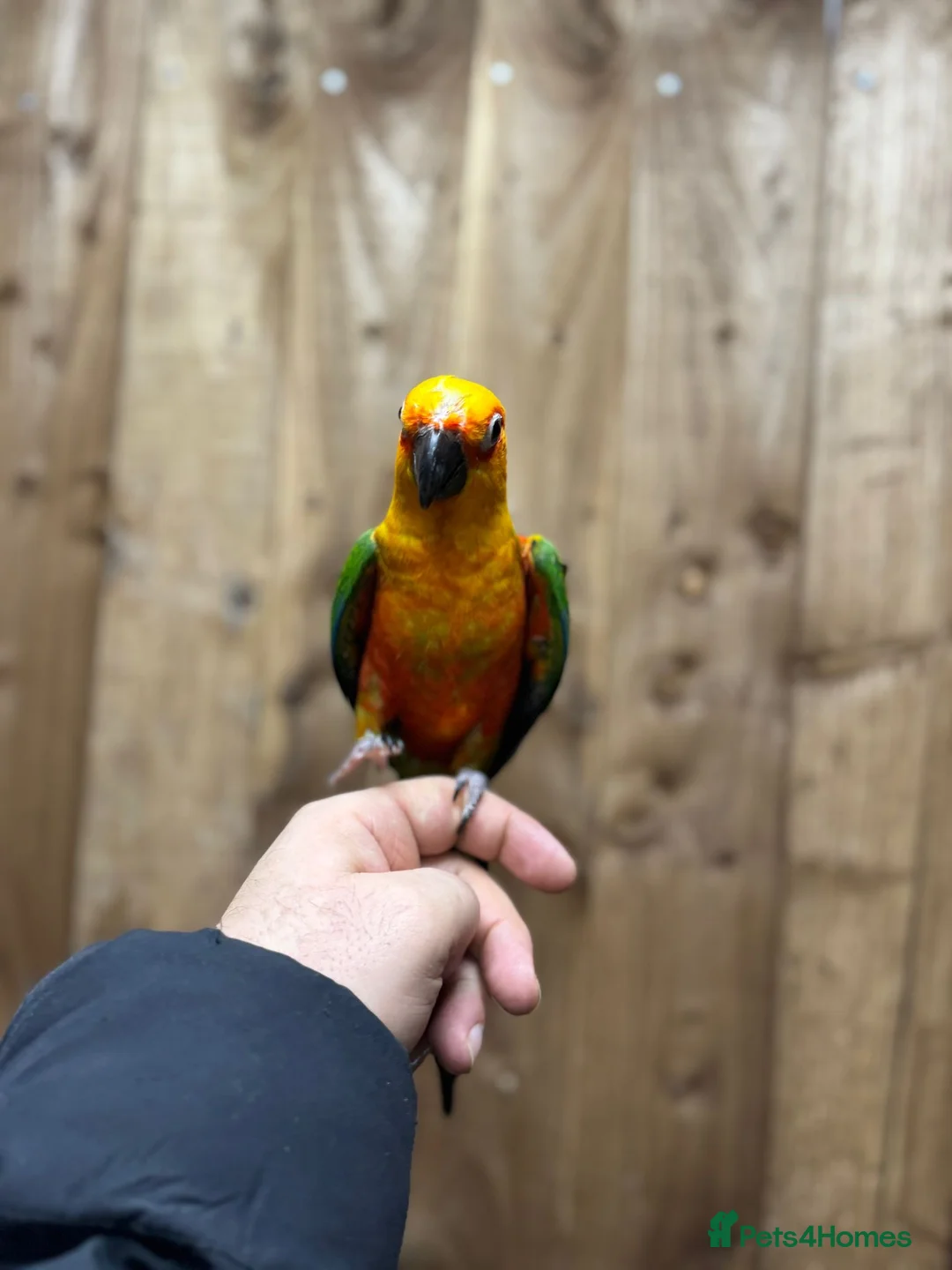 Conures birds for sale: Baby Jandey conure  - Advert 6