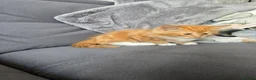 Mixed Breed cats for sale: Ginger fluffy girl for sale - Advert 13