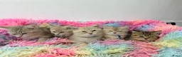 British Shorthair cats for sale: Lilac GCCF registered BSH kittens in Swansea - Advert 8