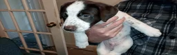 Mixed Breed dogs for sale: Dollie x Long Haired Border Collie Puppies  in Campbeltown - Advert 29