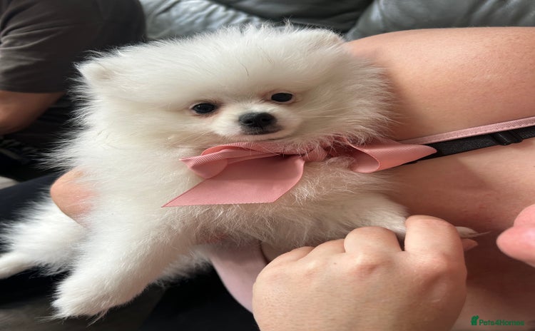 Pomeranian dogs - Advert 15