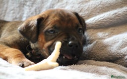 Mixed Breed dogs for sale: Rottweiler/pressa f1 - Image 24