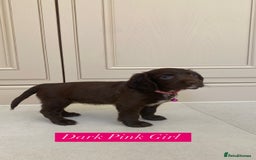 Sprocker dogs for sale: Last 2 girls available chocolate Sprockers - Image 8